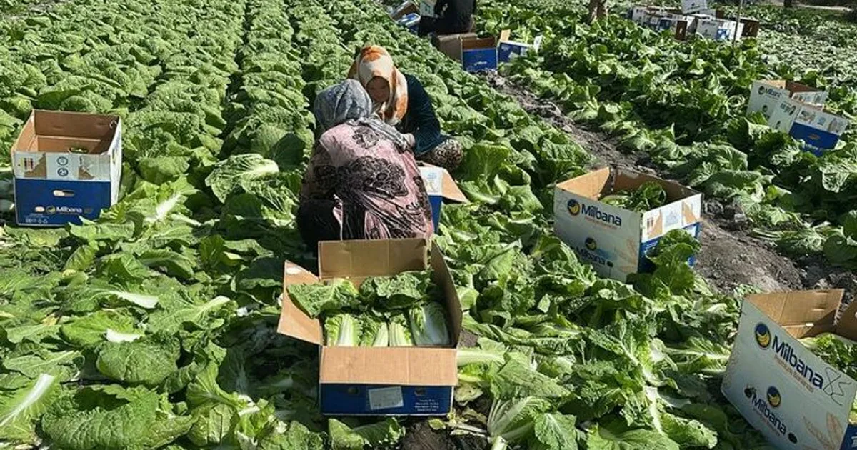 Фермеры Араванского района начали экспорт пекинской капусты