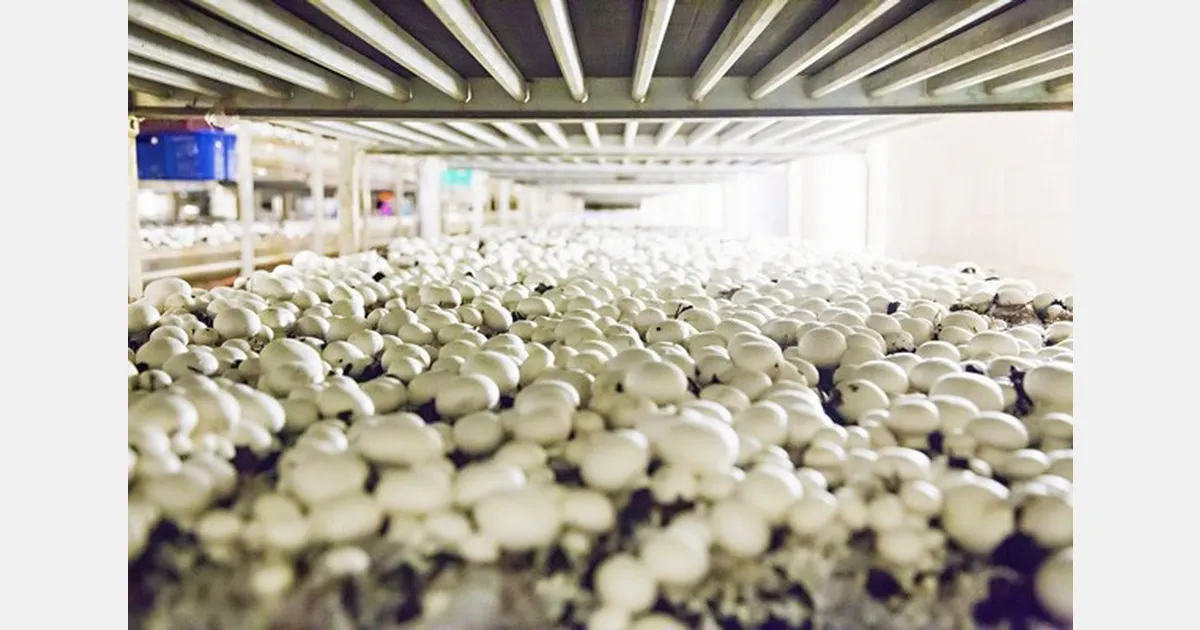 Highline Mushrooms: «Мы хотим решить проблему глобальной продовольственной безопасности, начиная с грибов»