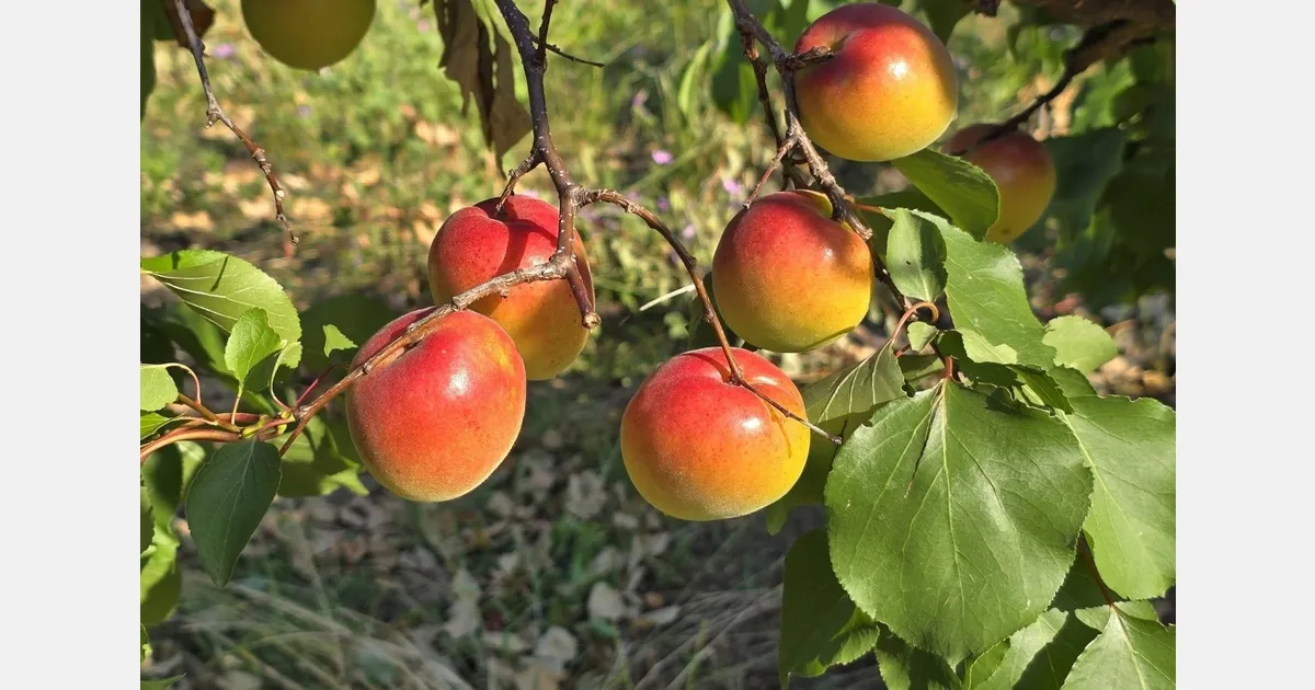 Низкие цены на абрикосы в Европе привели к снижению качества продукции — последствия для рынка России и СНГ