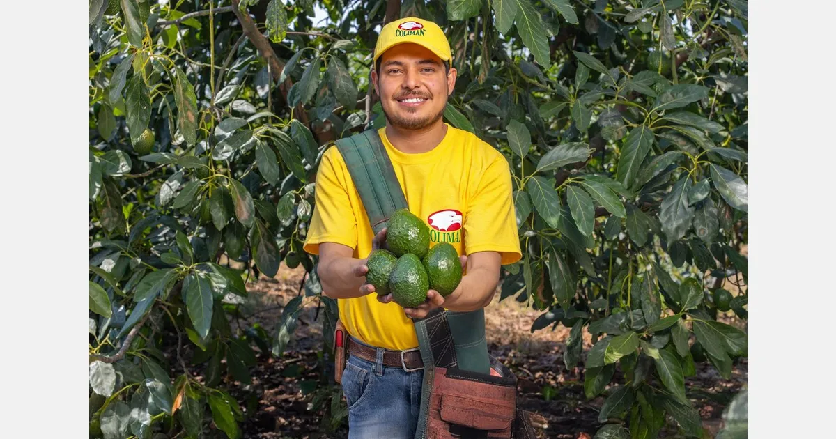 Мексика переходит к основному урожаю авокадо сезона 2026/27
