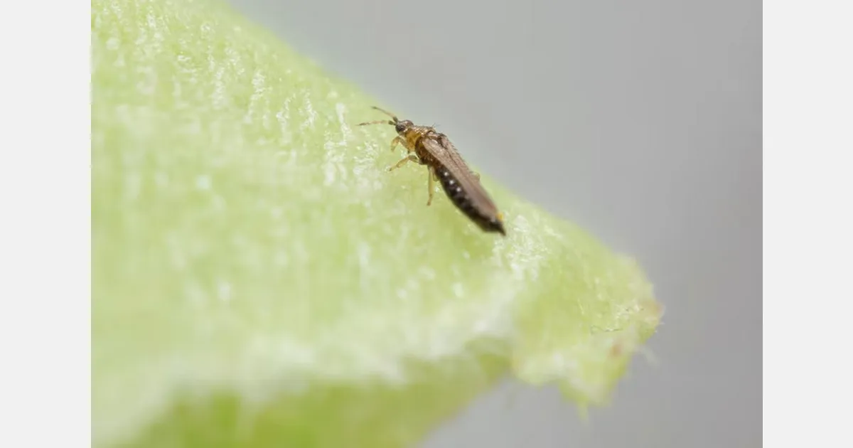 Новый вредитель‑трипс Frankliniella intonsa наносит серьёзный урон ягодникам — урок для РФ/СНГ