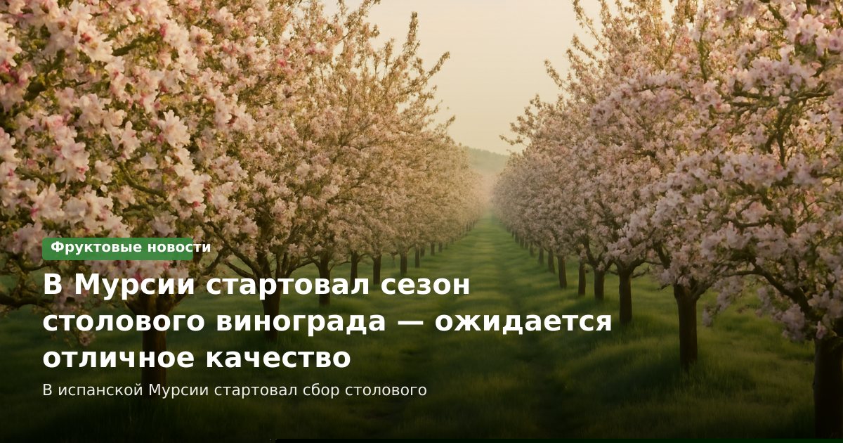 В Мурсии стартовал сезон столового винограда — ожидается отличное качество