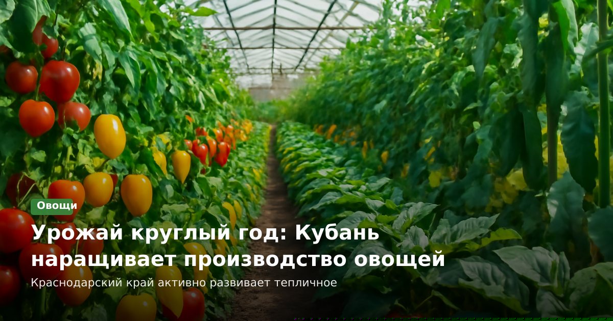 Урожай круглый год: Кубань наращивает производство овощей