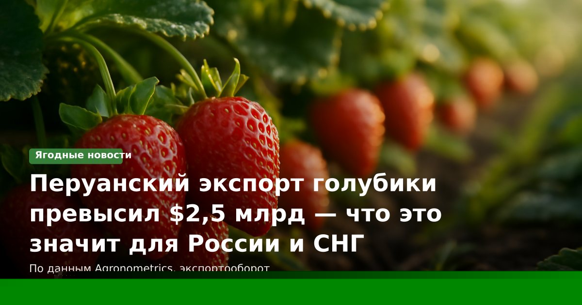 Перуанский экспорт голубики превысил $2,5 млрд — что это значит для России и СНГ