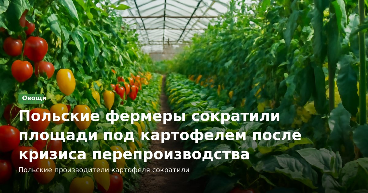 Польские фермеры сократили площади под картофелем после кризиса перепроизводства