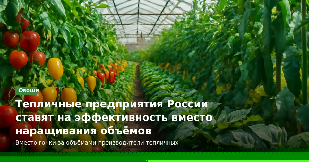 Тепличные предприятия России ставят на эффективность вместо наращивания объёмов