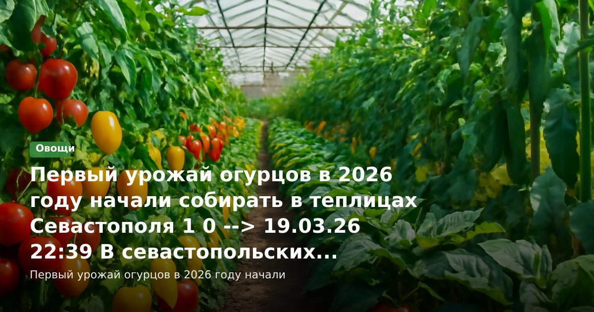 В севастопольских теплицах собрали первый урожай огурцов в 2026 году