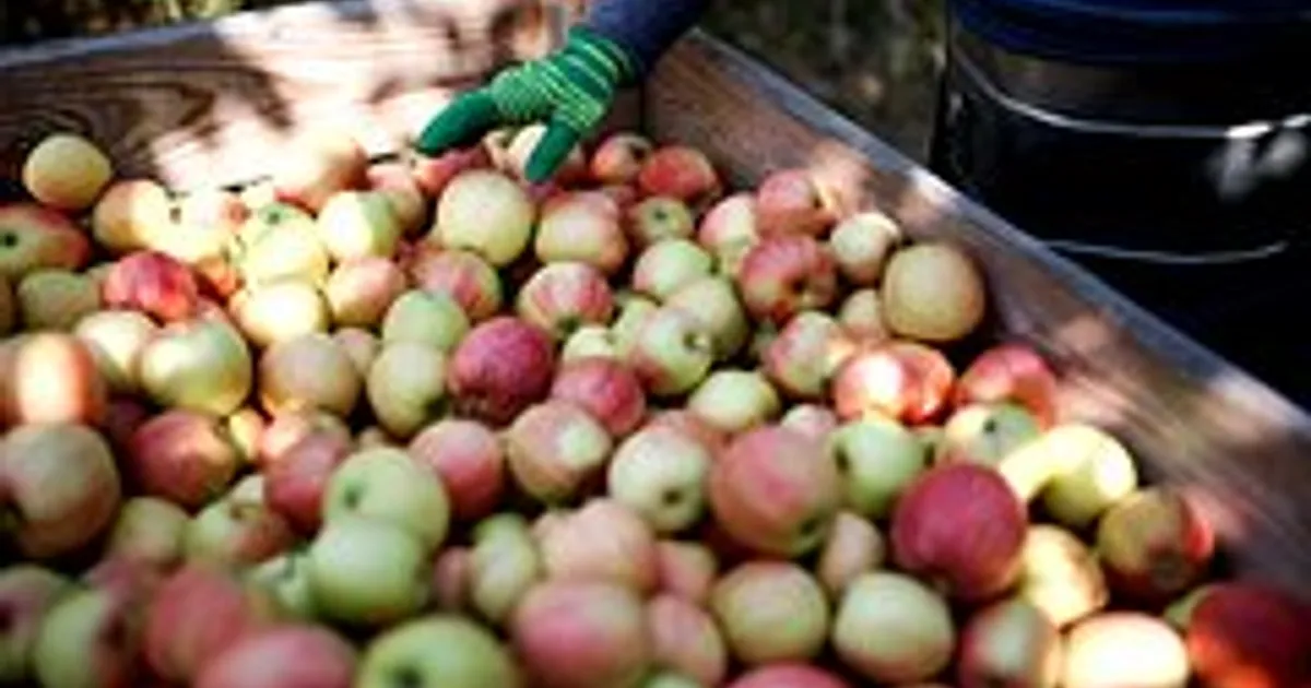Россия увеличила импорт яблок из Грузии в пять раз — май 2026