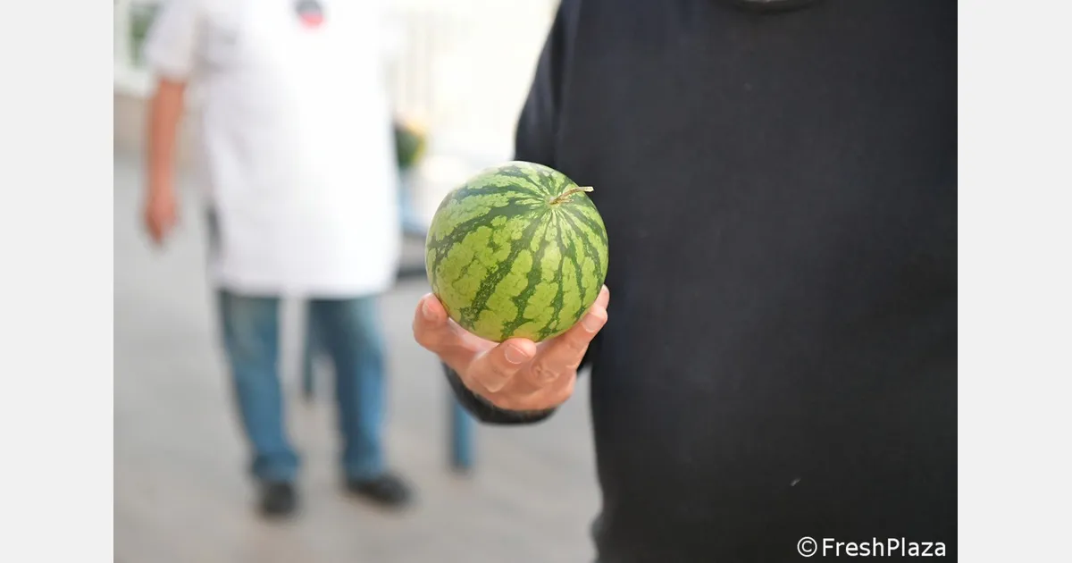 Known‑You Seed выводит мини‑арбузы на одну порцию — с 2027