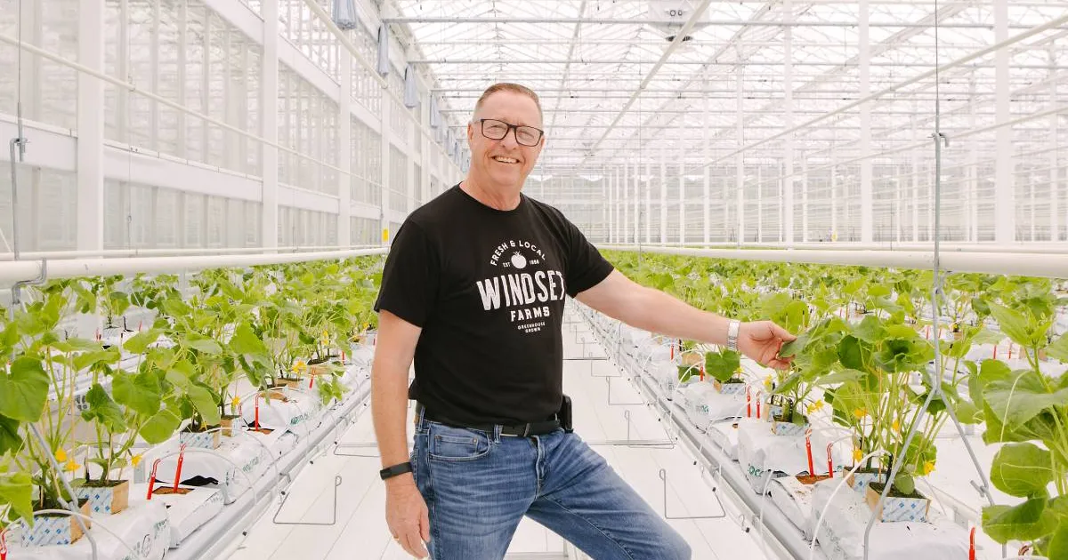 Windset Farms запускает посадки в новой 15,4 га (38 акр) ультра‑освещённой теплице в Британской Колумбии